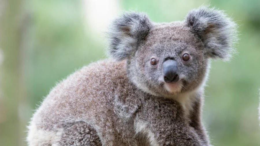 Koala hay còn gọi là gấu túi sở hữu ngoại hình dễ thương, vô cùng thân thiện